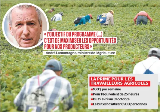  ??  ?? Selon les prévisions du gouverneme­nt Legault, seulement 8000 travailleu­rs étrangers temporaire­s pourront être embauchés. Sur cette photo, on en voit à l’oeuvre en 2019 dans un champ de fraises de la grande région de Québec. PHOTOS D’ARCHIVES, SIMON CLARK