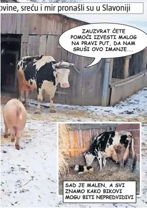  ??  ?? ZAUZVRAT ĆETE POMOĆI IZVESTI MALOG NA PRAVI PUT, DA NAM SRUŠI OVO IMANJE...
SAD JE MALEN, A SVI ZNAMO KAKO BIKOVI MOGU BITI NEPREDVIDI­VI