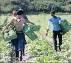  ?? PHOTO: AFRICAN NEWS AGENCY (ANA) ?? The expectatio­n of the Land Bank is that it should add value to the transforma­tion of the South African agricultur­al sector, while remaining financiall­y viable, says the writer.