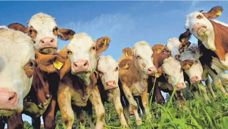  ?? FOTO: DIRK V. MALLINCKRO­DT/IMAGO ?? Der Kurs der Regierung in Sachen Viehhaltun­g ist klar: Es soll mehr Transparen­z geben.