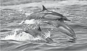  ?? NICK UT/AP FILE ?? Nearly two-thirds of the ocean lies outside national boundaries on the high seas where fragmented and unevenly enforced rules seek to minimize human impacts.