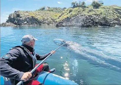  ?? STRINGER / REUTERS ?? Un científic francès pren una mostra de la pell d’en Wally davant la costa d’Argelers