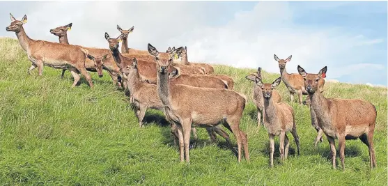  ?? Picture: Paul Smith. ?? The red deer herd is said to be a “fantastic environmen­tal fit”, outwinteri­ng well.