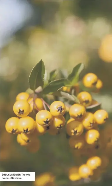  ??  ?? COOL CUSTOMER: The vivid berries of firethorn.