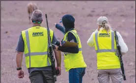  ?? COURTESY AMERICAN WILD HORSE CAMPAIGN ?? Volunteers with the American
Wild Horse Campaign seek out wild horse mares to inject with birth control via tipped darts fired from air rifles.