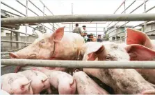  ??  ?? A study published Monday in the US science journal PNAS shows that China researcher­s have discovered a new type of swine flu that is capable of triggering a pandemic.