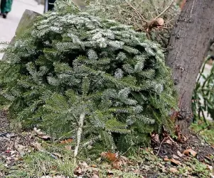  ??  ?? Der alte Weihnachts­baum muss nicht auf der Straße landen. Es gibt viele andere Möglichkei­ten ihn noch zu nutzen.