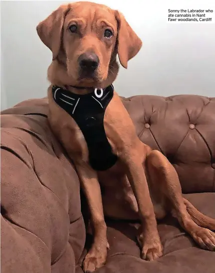  ?? ?? Sonny the Labrador who ate cannabis in Nant Fawr woodlands, Cardiff