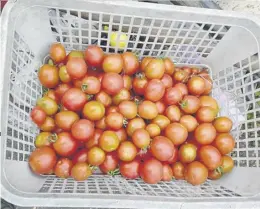  ?? ?? Tomatoes are among the first seeds sown in compost come spring