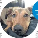  ??  ?? Wilson was a 17- month- old huntaway cross who died at Valley Dogs Daycare. Watch NZH Focus video at nzherald. co. nz