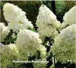  ?? ?? Hydrangea Paniculata