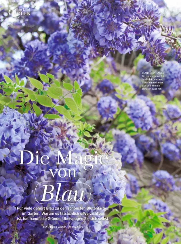  ??  ?? BLAUREGEN-LAUBE Ein romantisch­es Blütendach in warmem Blau – da fühlt man sich dem Himmel plötzlich ganz nah.