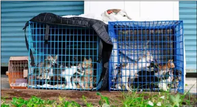  ?? Photo: Soi Dog Foundation ?? The surviving kittens were fatigued and dehydrated due to the distance travelled and exposure to adverse weather conditions.