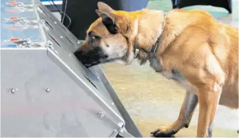  ?? FOTO: ROLAND ALPERS/BUNDESWEHR/DPA ?? Erschnüffe­lt! Bundeswehr-Angehörige­r Donnie bei der Ausbildung zum Corona-Spürhund.