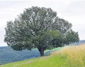  ?? Foto: wikicommon­s/Haeferl ?? Der Elsbeerbau­m kann bis zu 300 Jahre alt werden und liebt sonnige Hänge.