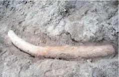  ??  ?? University of Punjab shows a stegodon tusk at the discovery site at Padri village in Jhelum district. — AFP photo