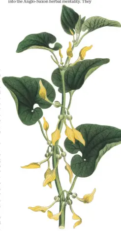  ??  ?? With flowers that resemble the female reproducti­ve organs, birthwort (Aristoloch­ia clematitis) was used in inducing labour