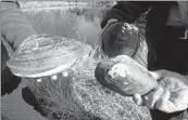  ?? WAYNE PARRY/AP ?? Wildlife officials hold dead Chinese pond mussels found in a network of ponds in Franklin Township, N.J.