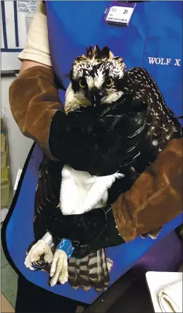  ?? COURTESY OF WILDCARE ?? Tam, an osprey injured in a fall last week, is recovering at WildCare in San Rafael. Tam suffered a head injury and broken leg, but officials aren’t sure how it happened.