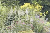  ?? DEBBIE ROOS ?? Native plants grow in a demonstrat­ion at Pollinator Paradise Garden in Pittsboro, North Carolina.