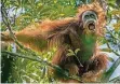  ?? FOTO: TIM LAMAN ?? Ein Exemplar der neu entdeckten Orang-Utan-Art.