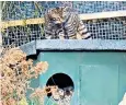  ?? ?? Wildcat kittens have been born in captivity