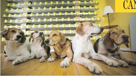  ?? PHOTOS: CHRIS ROUSSAKIS FOR NATIONAL POST ?? These sniffer dogs work for Glenn Ferguson, co-owner of CancerDogs, based in Aylmer, Que. The company screens people for cancer after they breathe into a surgical mask and then send it to the firm, which has screened thousands of firefighte­rs in the...