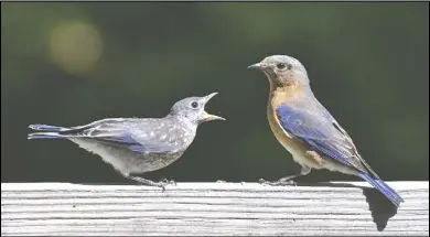  ?? Photo by Basil via Wikimedia Commons ?? A young Eastern bluebird demands food from its mother.