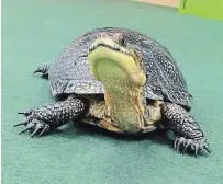  ?? ONTARIO TURTLE CONSERVATI­ON CENTRE ?? Meet one of the Ontario Turtle Conservati­on Centre ambassador turtles up close on camera during an OTCC virtual field trip. Bookings are available for families, educators and community groups.