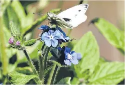  ?? Picture: Angus Whitson. ?? A small white butterfly feeding on borage.