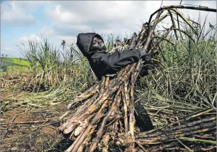  ?? Photo: Delwyn Verasamy ?? Bitterswee­t: A cane cutter in Kwazulu-natal prepares the crop for processing. Investment in the mills to ensure the farmers’ cane is crushed secures the industry’s future.