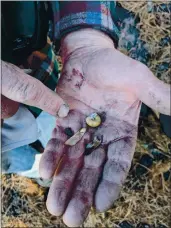  ?? CYPRESS HANSEN — SANTA CRUZ SENTINEL ?? Todd Keeler-Wolf examines Monterey pine seeds.