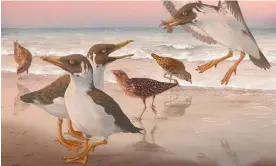  ?? Photograph: Phillip Krzeminski ?? An artist’s impression of the last known toothed bird, Janavis finalidens, surrounded by ‘wonderchic­kens’.