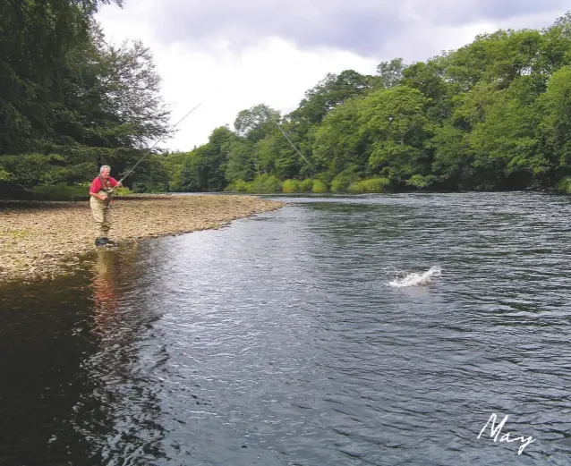  ??  ?? Above and top, left: playing a sea-trout on the North Tyne; sea-trout can be taken from rivers where runs are prolific. Left: a hare will feed eight guests. Above,
left: the writer’s pigs eschew horseradis­h leaves
May