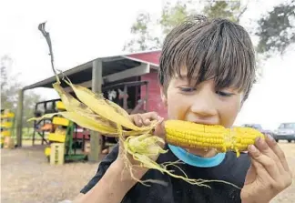  ?? TAIMY ALVAREZ/SUN SENTINEL ?? Nathan Hoover, 10, enjoys corn off the grill Wednesday afternoon at his dad’s farm, Family Farm, in Davie.