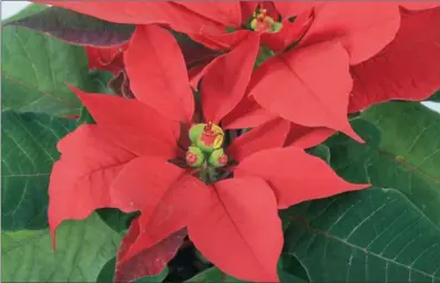  ??  ?? SPOT ON: The beautiful, red-flowering poinsettia or Christmas flower has always been the most popular indoor plant gift for the festive season.