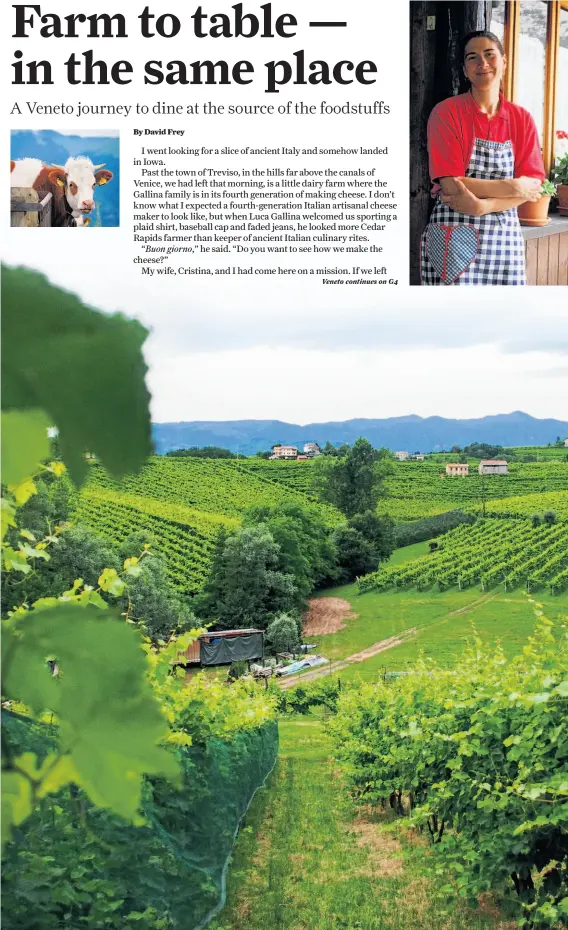  ?? Photos by David Frey / Special to The Chronicle ?? The vineyards at Da Ottavio produce the Prosecco that’s poured at the tiny restaurant, which serves almost exclusivel­y food from the farm. Above right: Martina Spada runs Da Ottavio with her husband. Above left: a resident of the dairy farm La Malga...