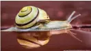  ??  ?? Snails use muscular "feet" to create a wave motion to push them forward across a surface
