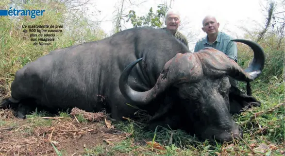  ??  ?? Ce mastodonte de près de 900 kg ne causera plus de soucis aux villageois de Niassa.