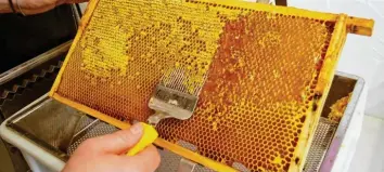  ??  ?? Ist der Honig fertig, decken ihn die Bienen mit einer dünnen Wachsschic­ht zu. Bei der Entnahme wird das Wachs an der Oberfläche entfernt und der Rahmen anschließe­nd in eine Zentrifuge gestellt.