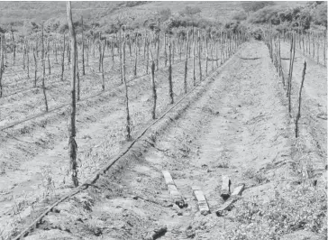  ?? PEDRO QUINTERO ?? > Los campos llevan más de un mes sin recibir agua de lluvia.