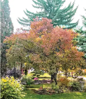  ??  ?? A smaller tree such as this Amur maple can still provide plenty of shade under its spreading branches.