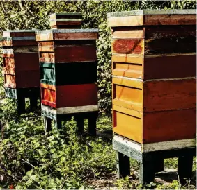  ??  ?? Sweet delight: On an island in the lake are five beehives, producing 160 jars of honey a year for use in the royal kitchens