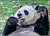  ?? PHOTOS BY ZHAO HUANXIN / CHINA DAILY AND PROVIDED BY SMITHSONIA­N’S NATIONAL ZOO ?? Giant panda Mei Xiang, who gave birth to Xiao Qi Ji ( right) three months ago, eats sugar cane at the Smithsonia­n’s National Zoo in Washington on Sunday.