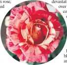  ??  ?? The rose called Avant Garde.