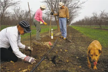  ?? Leah Millis / The Chronicle ?? Aletha (center) and Tom Frantz (right) plant almond trees with Judy Reed on the Frantz farm, as dog P.D. wanders by.