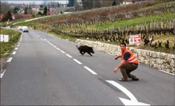  ??  ?? Chasser des sangliers toujours plus nombreux, proches de routes toujours plus fréquentée­s.