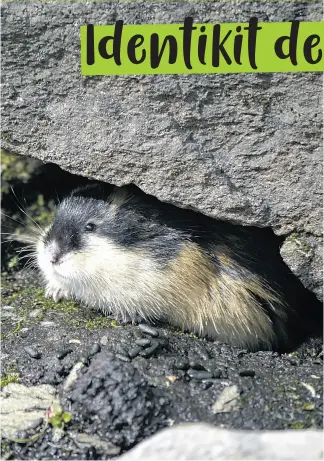  ?? © Tom Arnbom / WWF-Sweden ?? La volpe adora il lemming