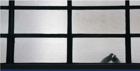  ?? Photo: Elson Li ?? Two pigeons stop for a chat on a windowsill at Central Market yesterday.