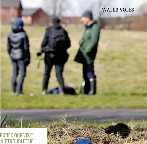  ??  ?? Left: Robyn Stewart of the Glasgow Water Vole Project sets a trap to relocate voles. Above: the protected rodents live right next to a busy path in this Glasgow park.